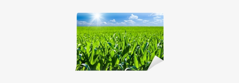 Maize, transparent png