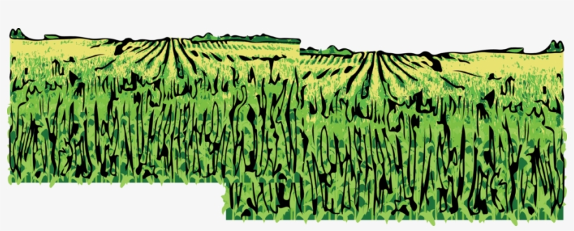Cornfield - Nebraska, transparent png