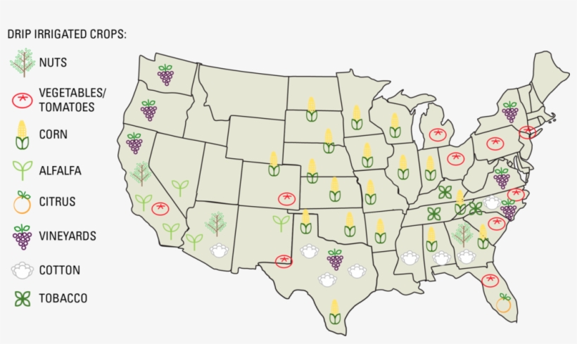The Placement Of The Dripline Every Other Row Is The - Us Map Of Crops, transparent png