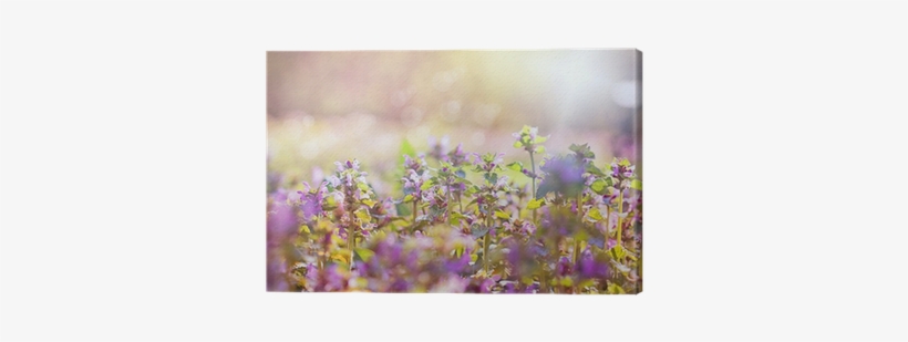 Purple Meadow Flowers Bathed In Sunlight - Flower, transparent png