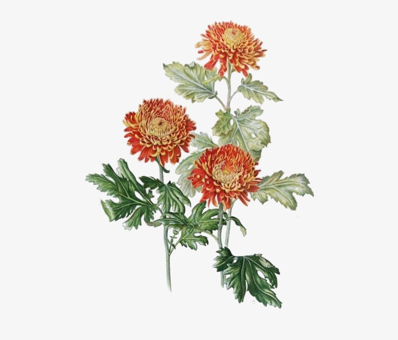 Clip Art Library Xd Grandiflorum Watercolor Painting - Chrysanthemum Botanical Illustration, transparent png