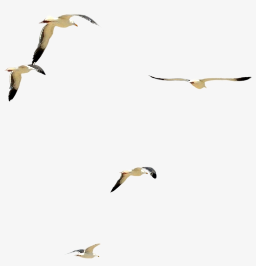 Dsc 0085 Flock Of Beach Birds Psd File By Annamae22 - Flock Of Birds Psd, transparent png