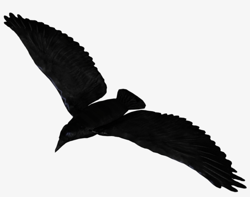 Raven Flying Png Pic - Raven Flying Transparent Background, transparent png