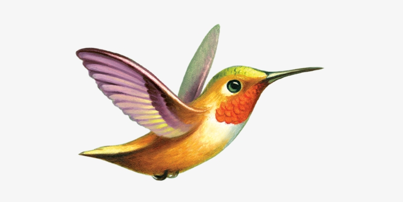 Hummingbird - Tattly, transparent png