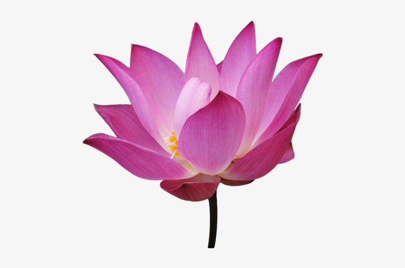 Png Flower - Sacred Lotus, transparent png
