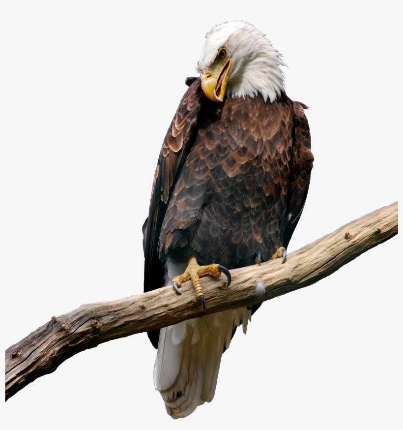 Eagle On Branch, transparent png