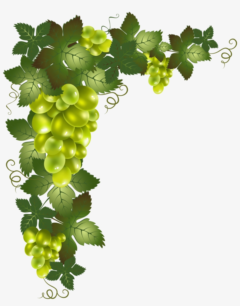 Vine Png, transparent png