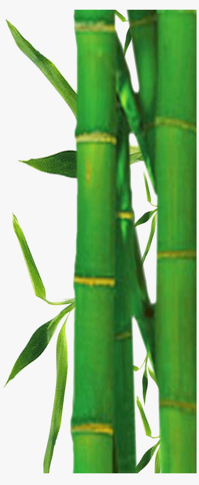 Free - Bamboo Border Leaves Png, transparent png