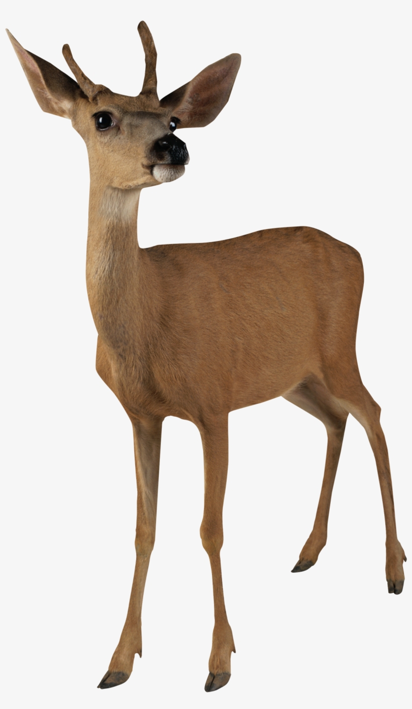 View Full Size - Deer Transparent Background, transparent png