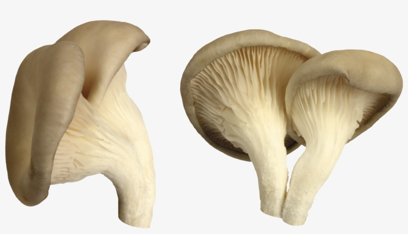 Mushroom Png Image - Mushroom Png, transparent png