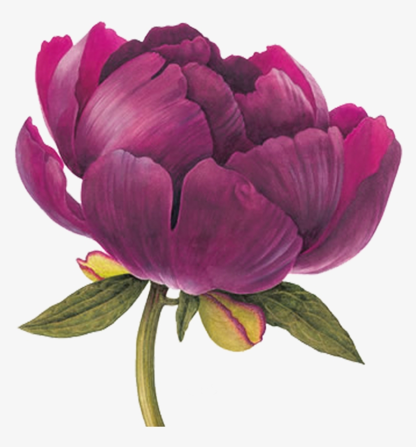 Element Pinterest Flowers Watercolor - Botanical Illustration Peony Drawing, transparent png