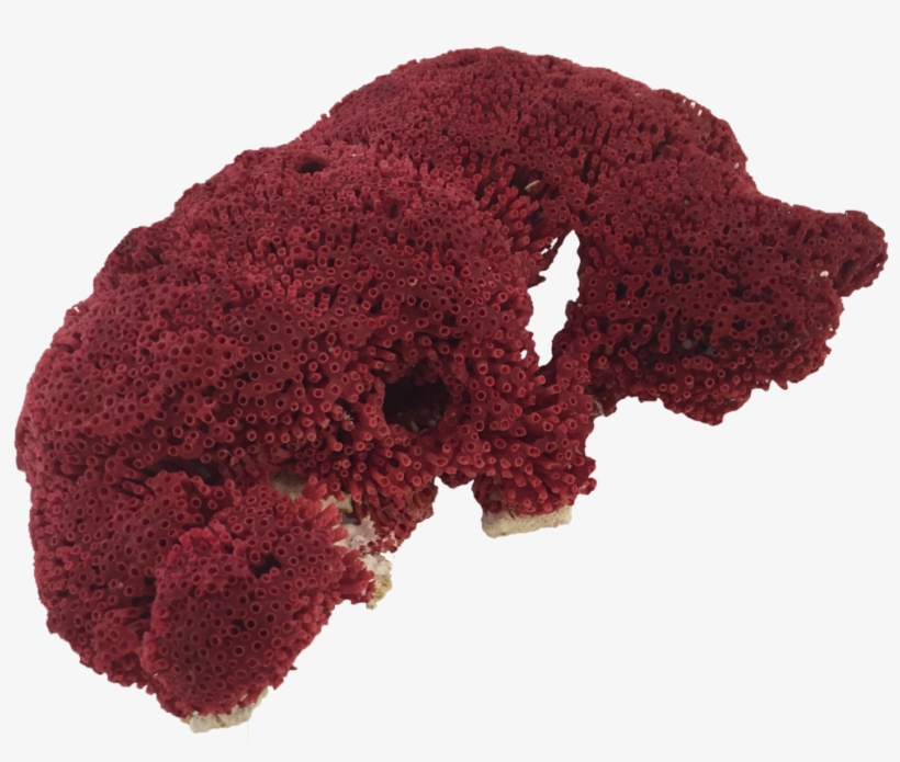 Red Pipe Organ Coral - 1000x790 PNG Download - PNGkit