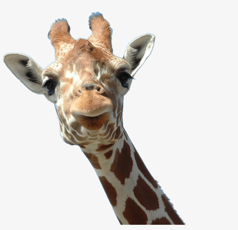 Animals - Giraffes - Giraffe Head Png, transparent png