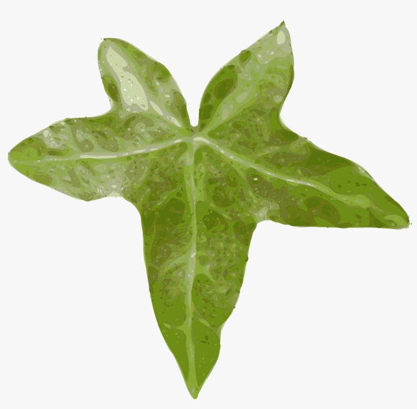 Ivy Hedera Ivy Leaf Leaf Creeper Evergreen - Leaf Clip Art, transparent png