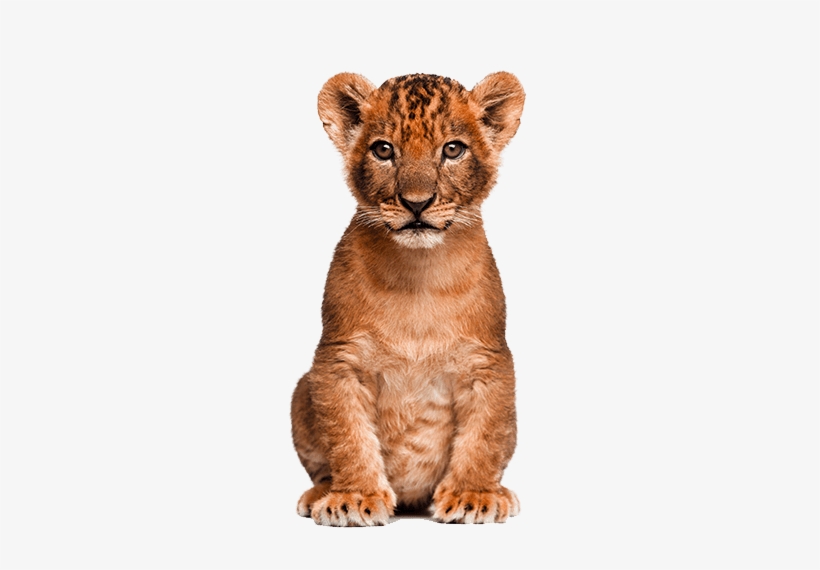 Animals Clipart Png,cartoon Animals Png,cute Animal - Cb Editing Png Animal, transparent png
