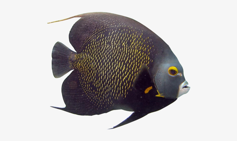 Angelfish Clipart Transparent Fish - Rock Beauty, transparent png