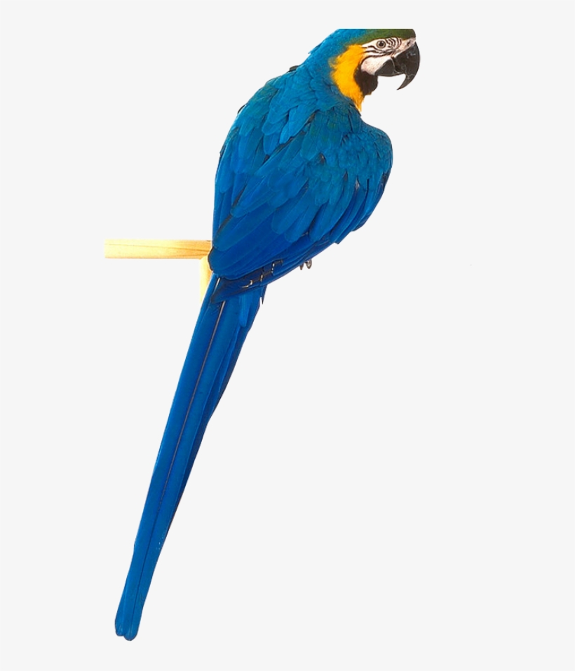 Parrot Png Free Download - Yellow Blue Parrot Png, transparent png
