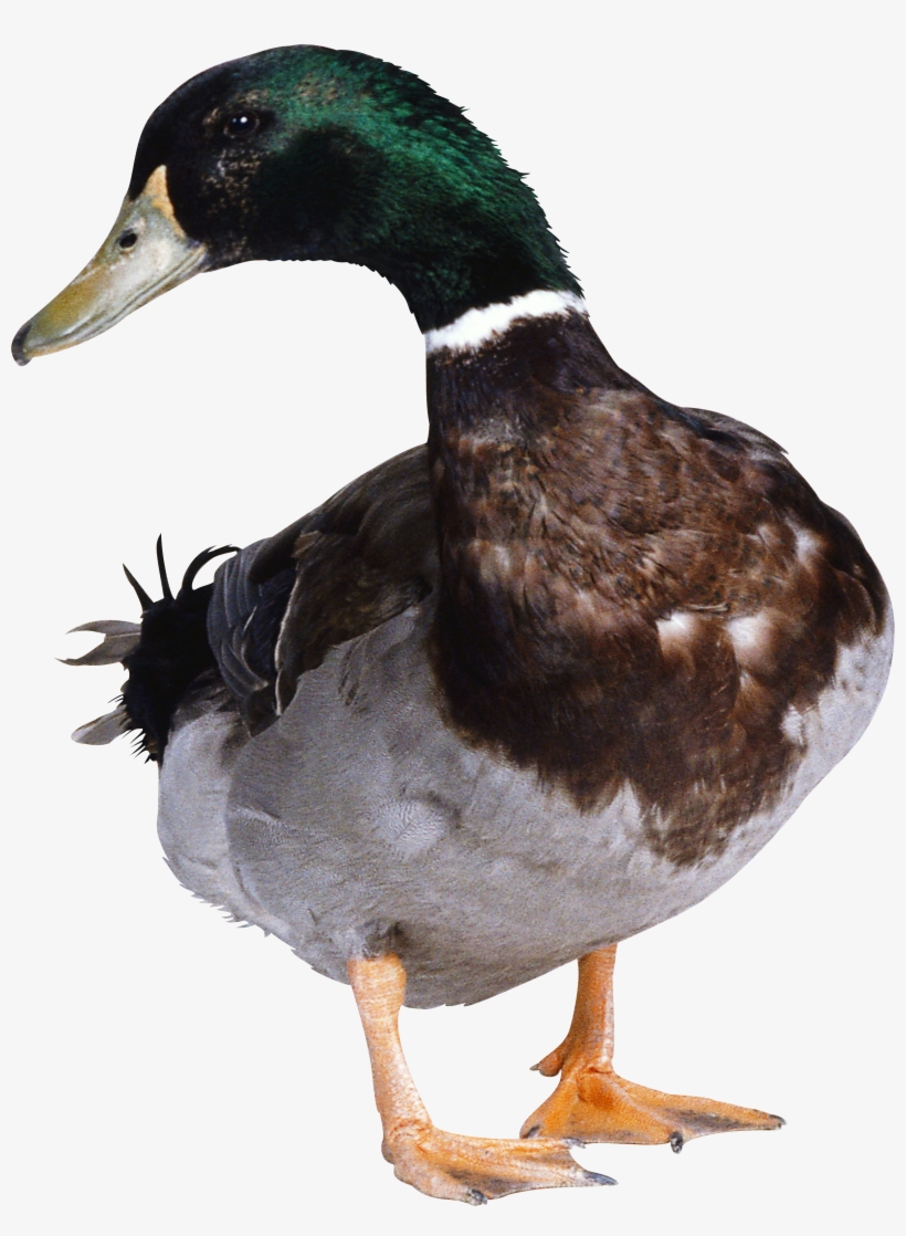 Duck Png, transparent png