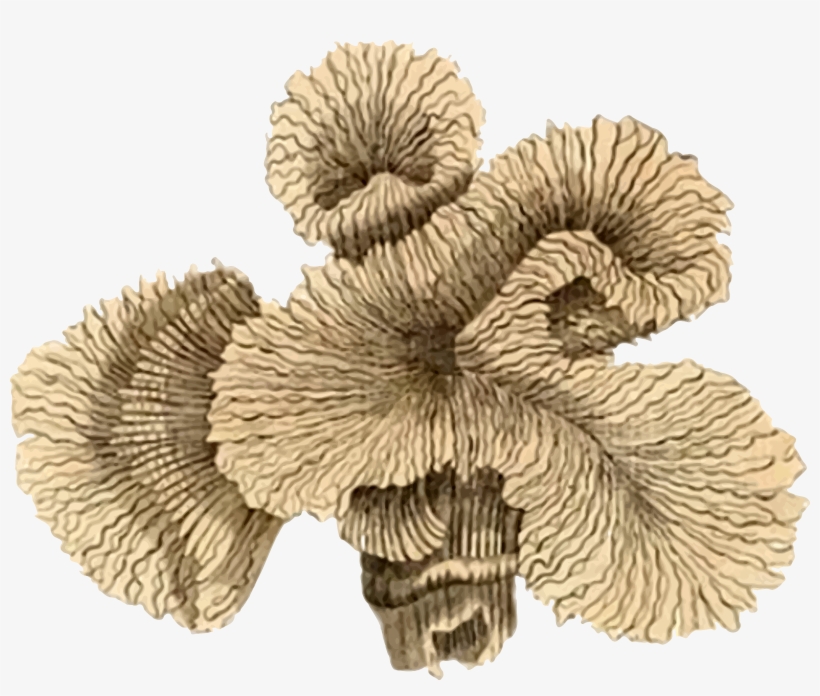 This Free Icons Png Design Of Coral 4, transparent png