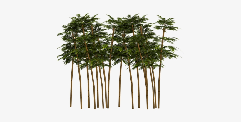 Bamboo Plant Wellness Digital Art Isolated - Bamboo Png, transparent png