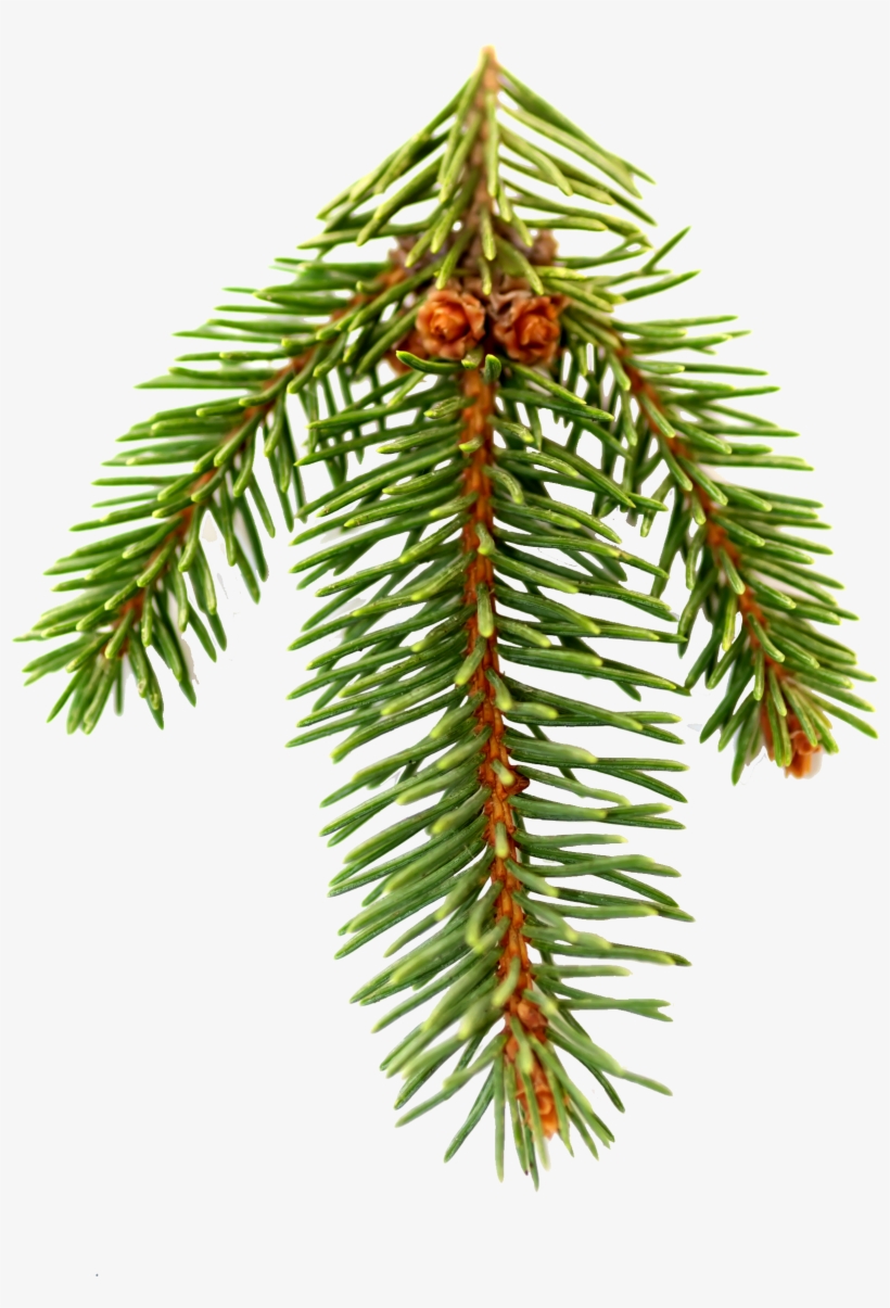 Happy Being Nappy - Pine Needles Png, transparent png
