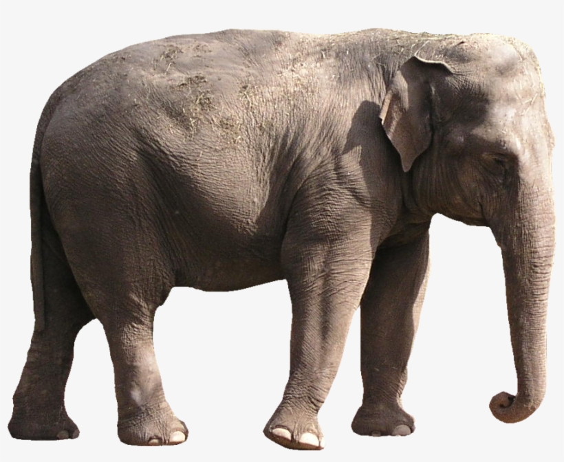Elephant Png Images - Elephant Images Png, transparent png