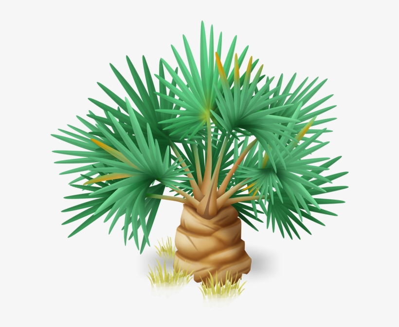 Lala Palm - Sabal Minor, transparent png