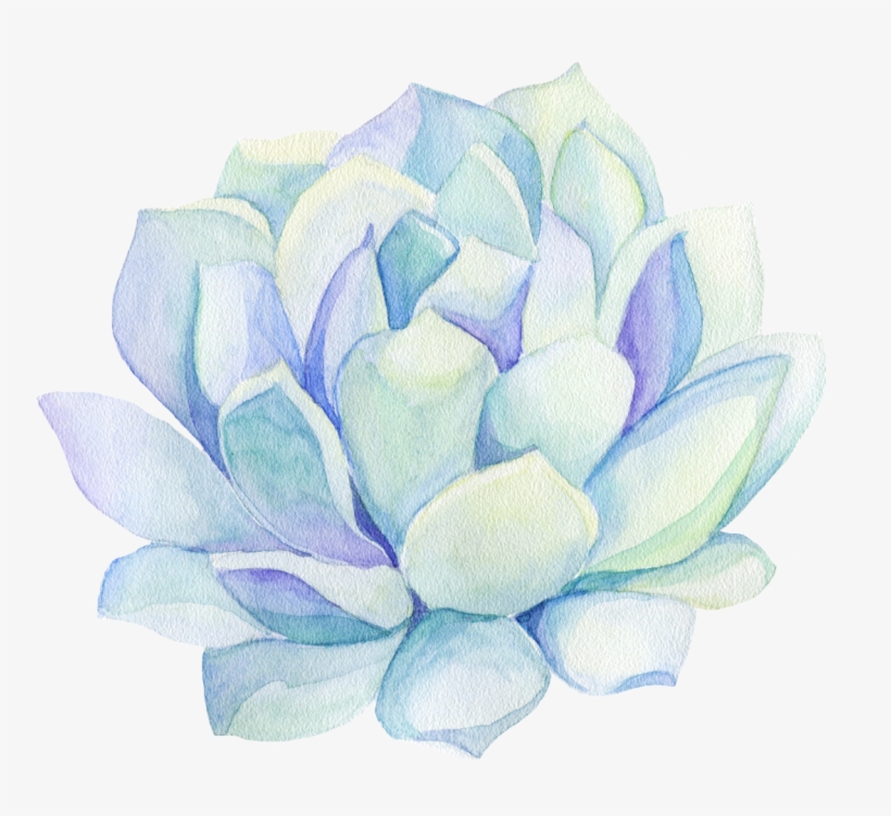 Freetoedit Ftestickers Watercolor Cactus Flower Decorat - Succulent Plant, transparent png