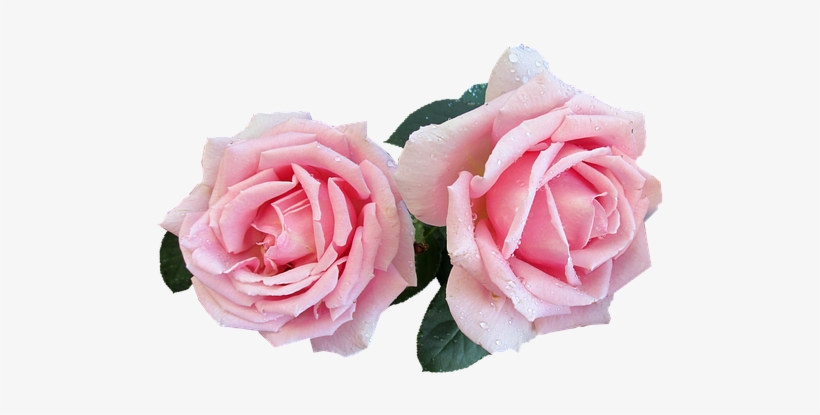 Pink, Perfumed, Rose, Cut, Out - Zazzle Personalisiertes Hochzeits-acryl-serviertablett, transparent png