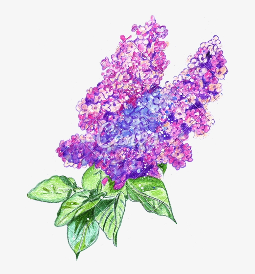 Clipart Free Stock Of A Watercolor Lilac Photos By - Watercolor Hand Drawing Png, transparent png