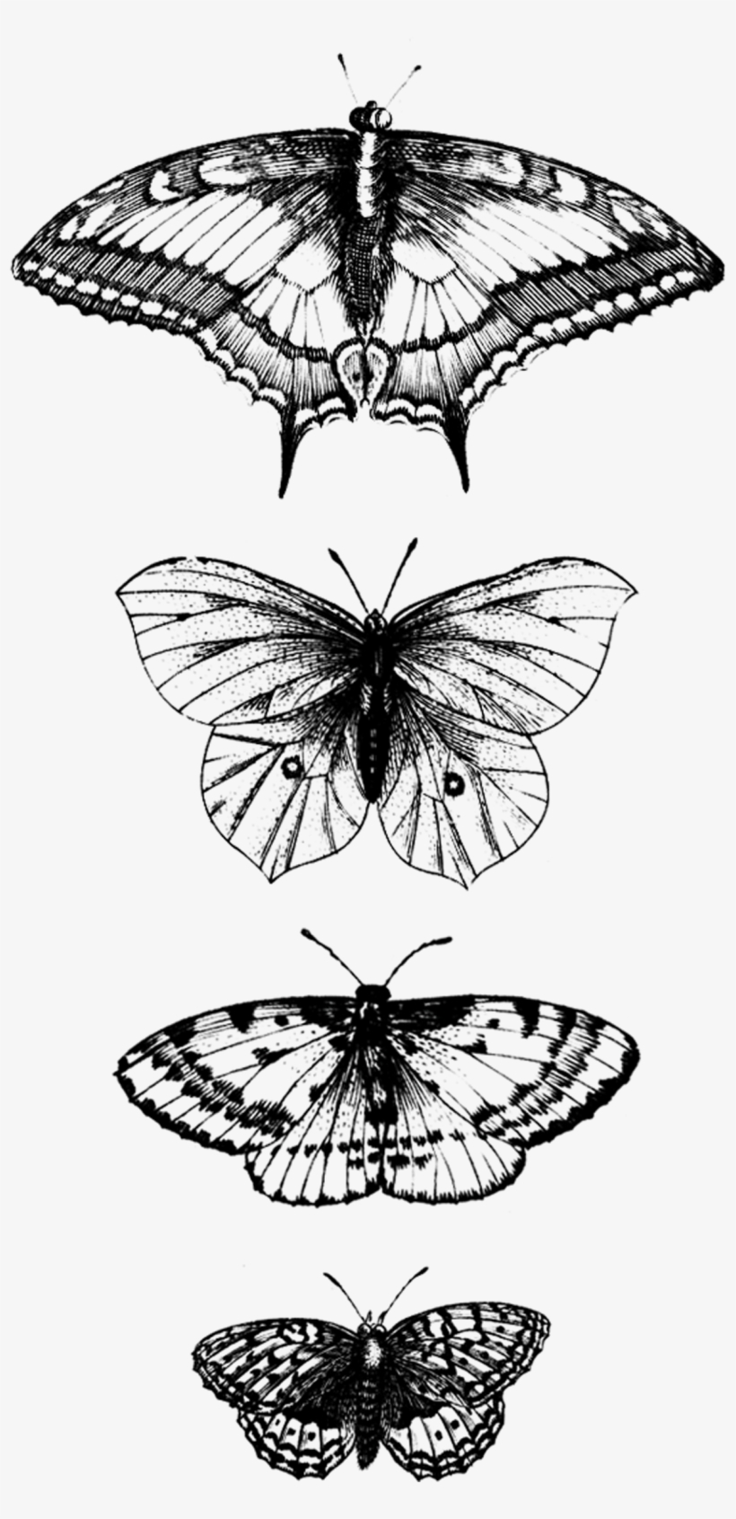 Tattly Butterflies Detail Jacob Hoefnagel 00 V=1537379980 - Scarabei Umbra, Plate 1 In Pt. 2 Tris… (frankfurt:, transparent png