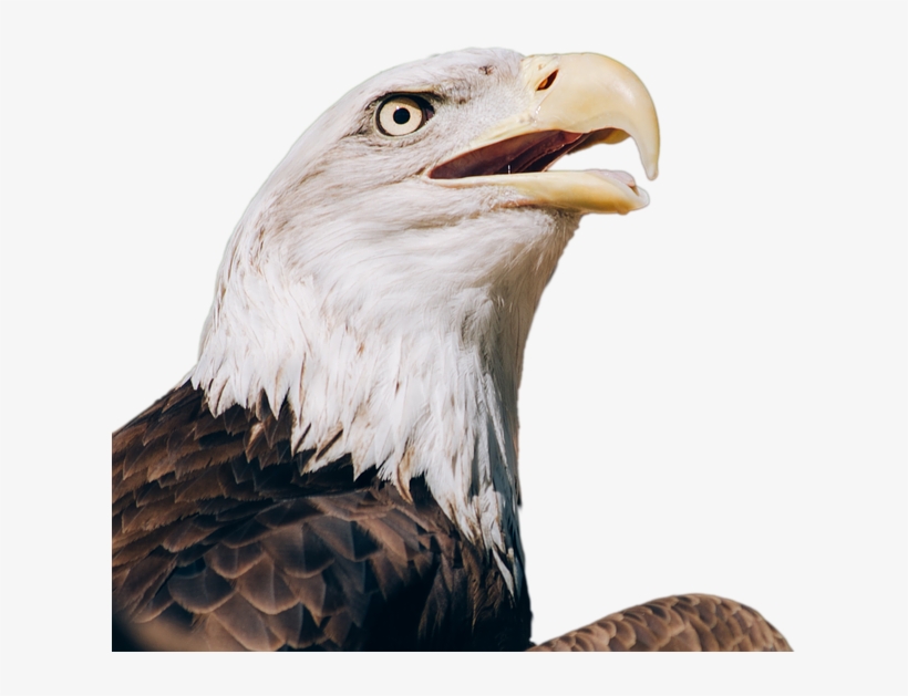 Download Free Eagle Png Transparent Images Transparent - Bald Eagle Transparent, transparent png