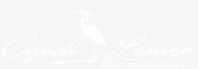 Cyndi Lanier Art & Photography - French Flag 1815, transparent png