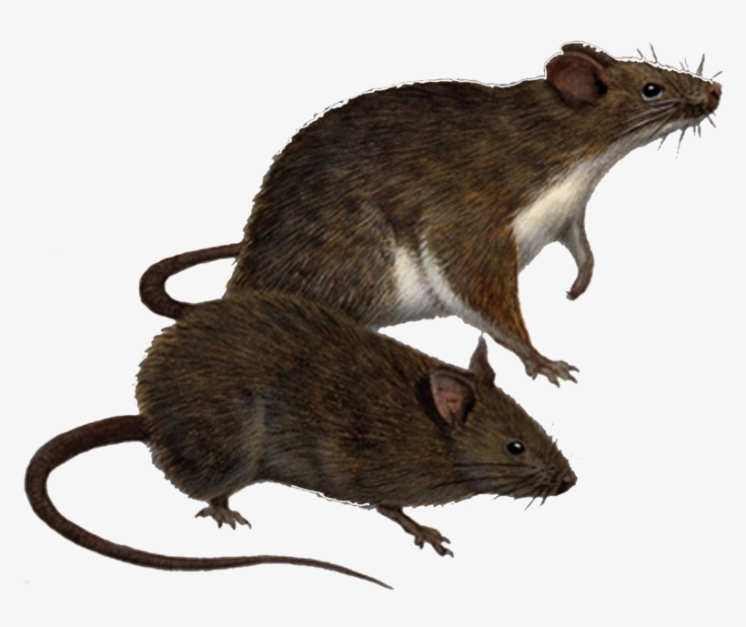 Rat Png Clipart - Yrmp Ultrasonic Pest Repellent - Electronic Pest Control, transparent png