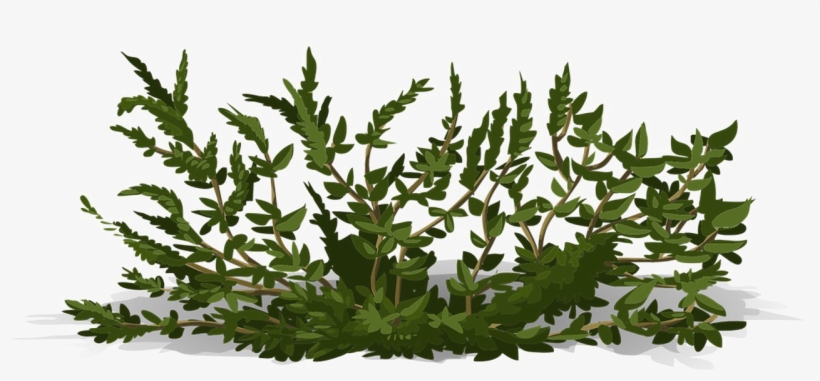 Bushes Png Image Background - Bushes Vector Transparent, transparent png