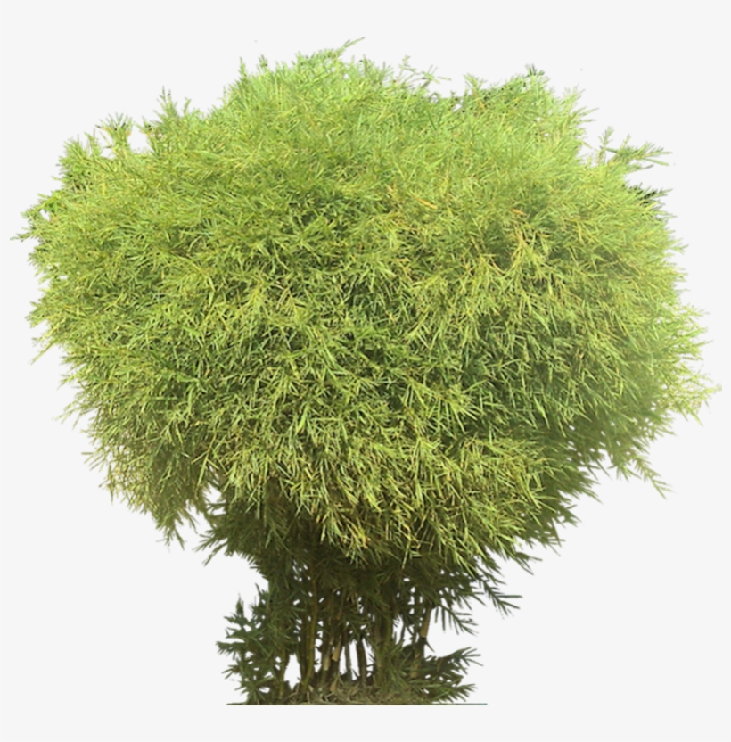 Bamboo Png, transparent png