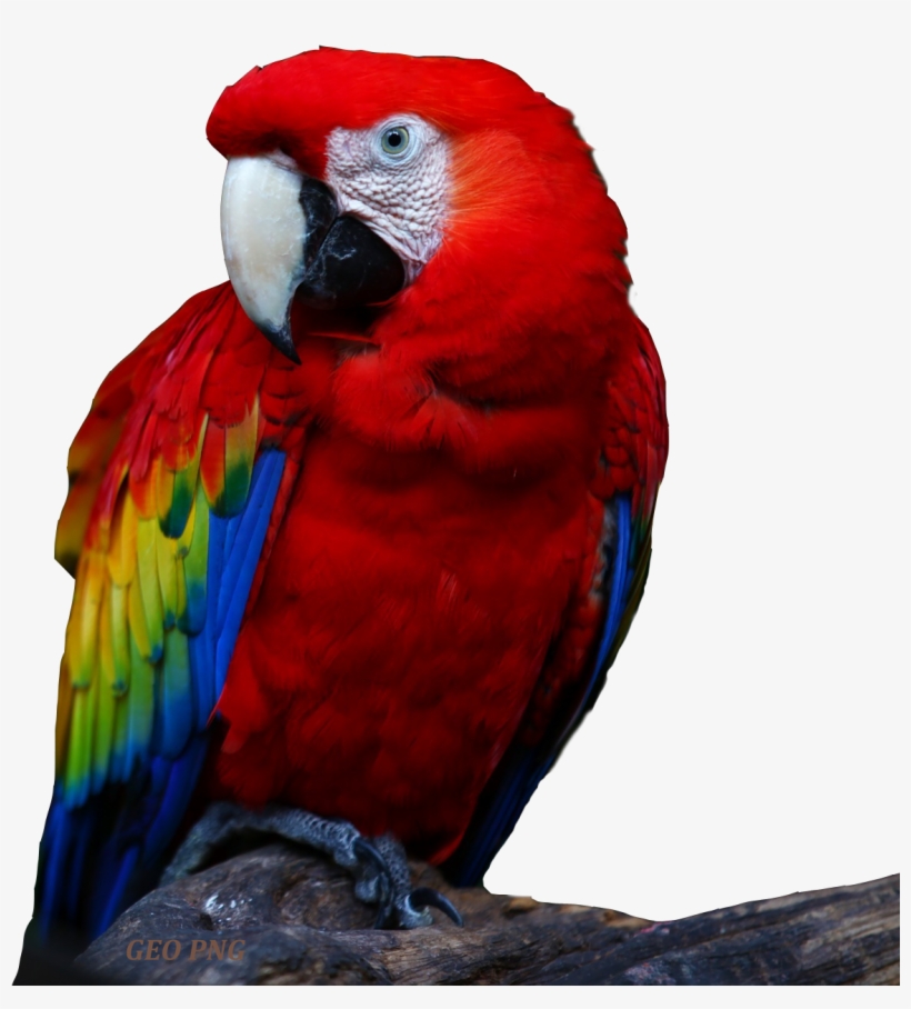 Download All Parrots Png Images And Transparent's To, transparent png