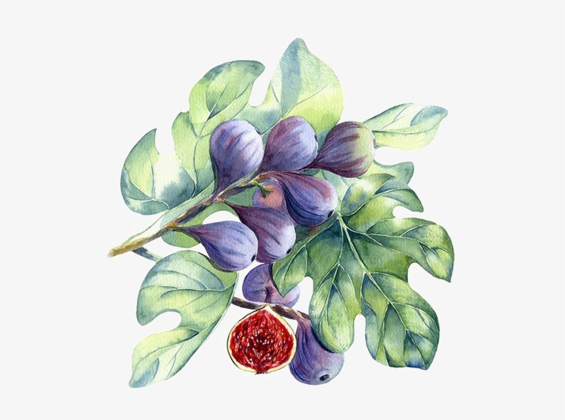 Jpg Library Download Berries Drawing Watercolor Fig Watercolor