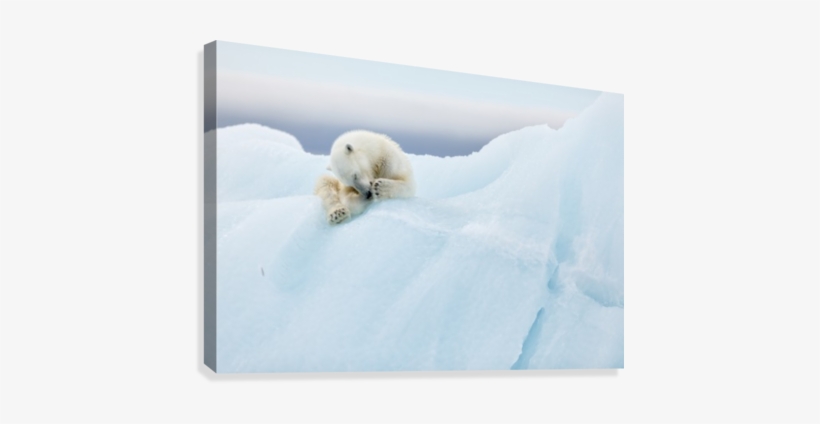 Polar Bear Grooming Canvas Print - Print On Canvas: Polar Bear Grooming By 1x : 24x32in, transparent png