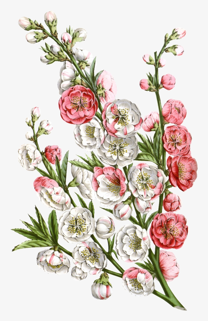 Pink Hd Beautiful Flower Png Element - Katie Pertiet Large Canvas Prints - French Romance, transparent png