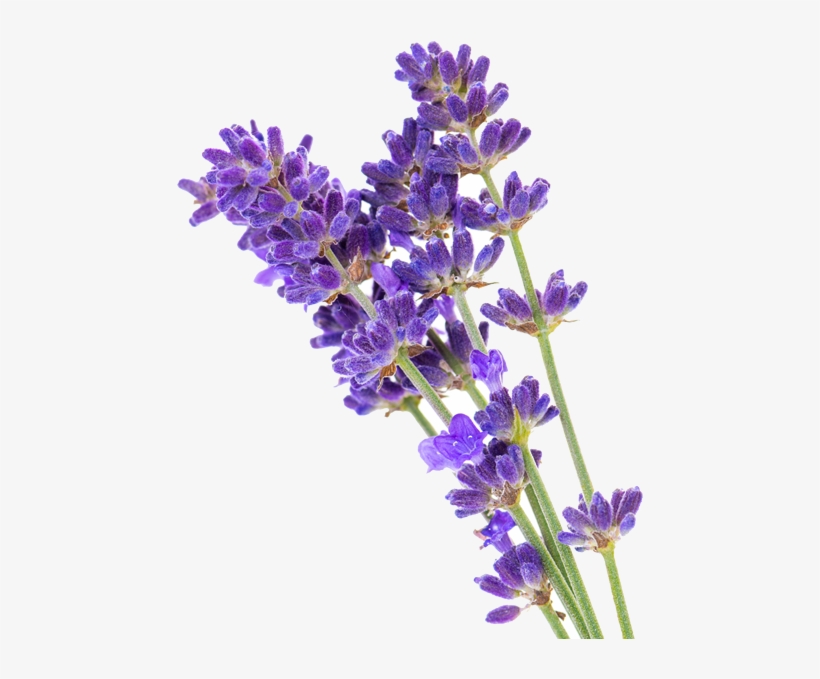 When Using While Soaking, Lavender Not Only Aids One's, transparent png
