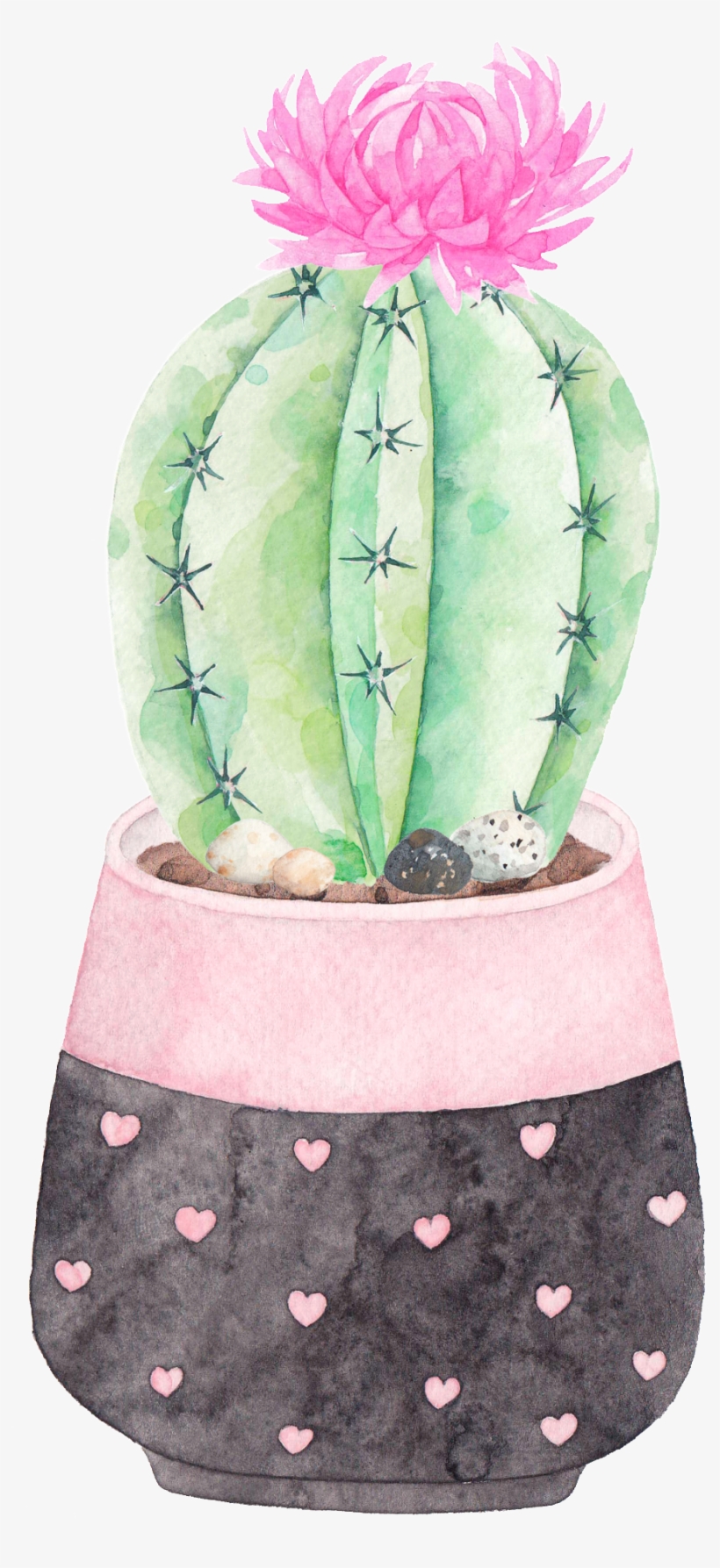 This Graphics Is A Flowering Cactus Png Transparent - Cactus, transparent png