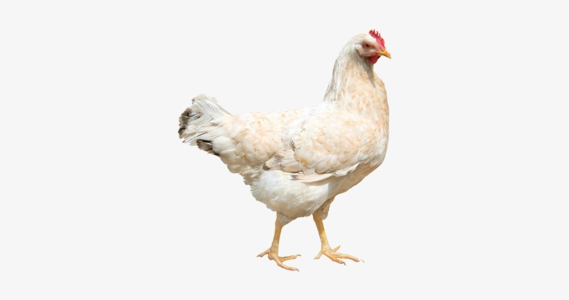 Chicken - Actor's Choice: Monologues For Teens By Erin Detrick, transparent png