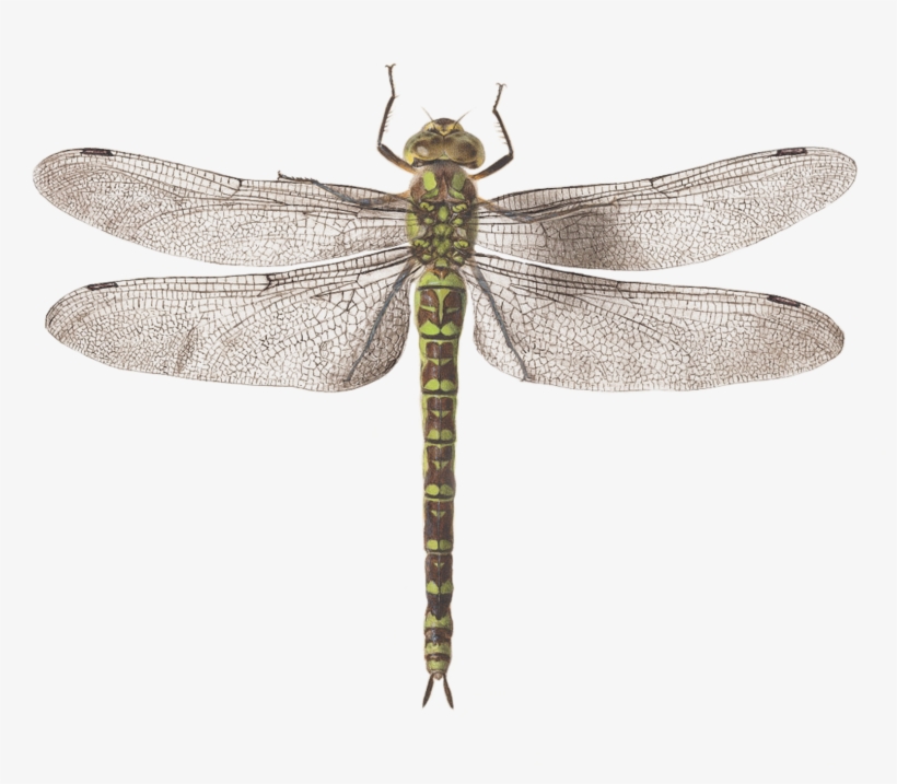 Graphic Library Stock Dragonfly By Joris Hoefnagel - Dragib Fly, transparent png