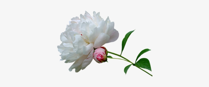 Peony-white - Peonies White Transparent Background, transparent png