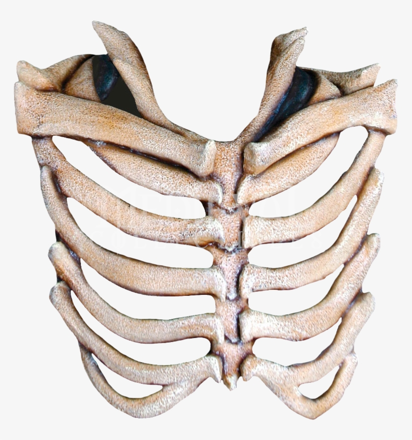 Rib Cage Free Download Png - Rib Cage Bone Png, transparent png