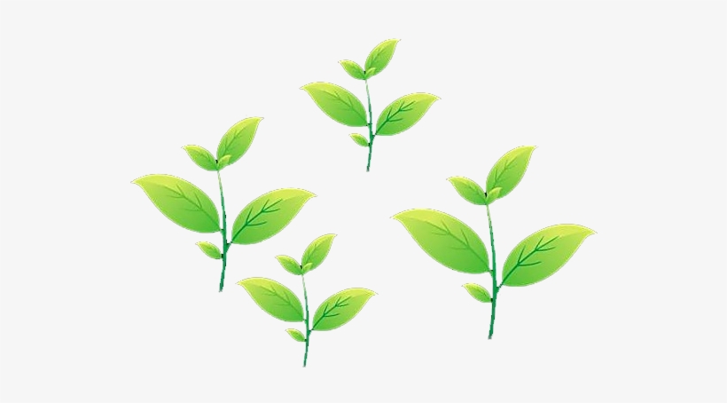 Tea Leaf Animation, transparent png