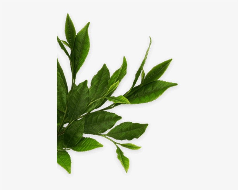 เกี่ยวกับโออิ โอฉะ - ใบ กาแฟ Png, transparent png