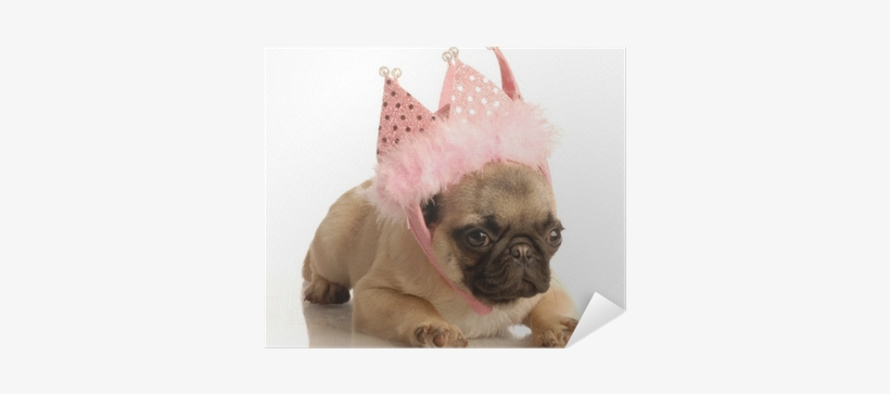 Cute Fawn Pug Puppy Wearing Pink Tiara Poster • Pixers® - Puppy, transparent png