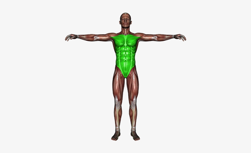 Bursa Ligament Trauma - Human Body In Side, transparent png
